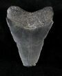 Serrated Megalodon Tooth #19864-1